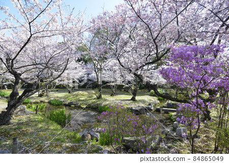京都市下京區春天渡園櫻花 84865049