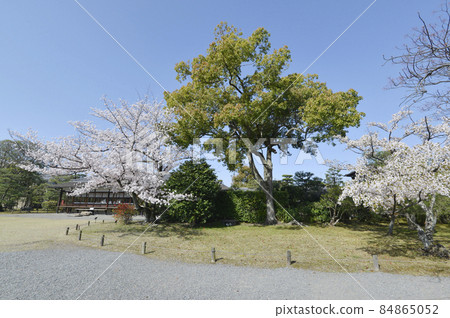 Spring Wataruen Garden Cherry Blossoms, Shimogyo-ku, Kyoto Spring Wataruen Garden Cherry Blossoms, Shimogyo-ku, Kyoto 84865052