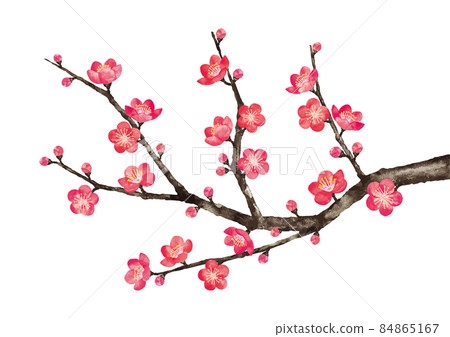 梅花6 梅花6 84865167