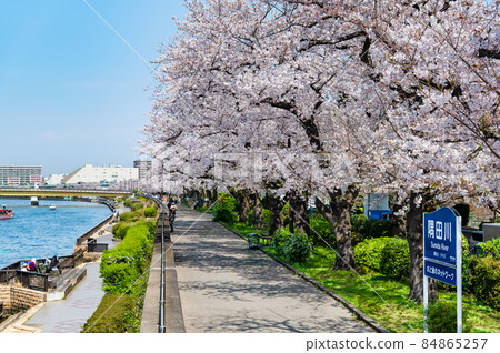 Sumida-ku, Tokyo Spring Sumida River-Sakura in full bloom around Kotoibashi- Sumida-ku, Tokyo Spring Sumida River-Sakura in full bloom around Kotoibashi- 84865257
