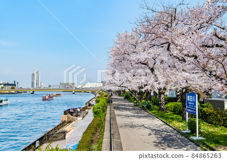 東京隅田區春天隅田川-在琴橋周圍盛開的櫻花- 84865263