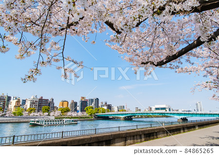 東京隅田區春天隅田川-在琴橋周圍盛開的櫻花- 84865265