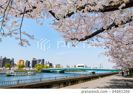 東京隅田區春天隅田川-在琴橋周圍盛開的櫻花- 84865266