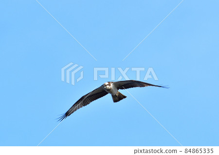 Flight of the Osprego Flight of the Osprego 84865335