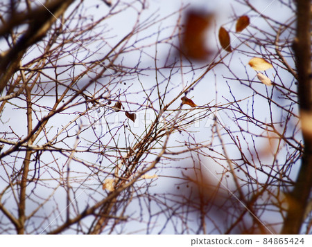 過冬的樹木 過冬的樹木 84865424