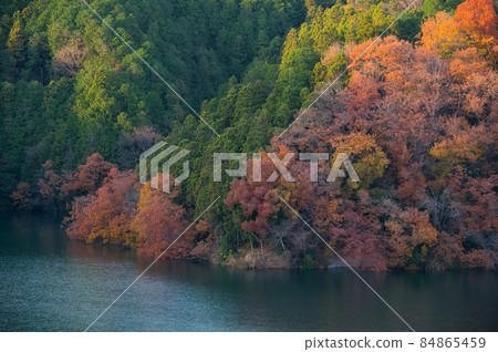 湖邊的紅葉林《相模原市》 湖邊的紅葉林《相模原市》 84865459