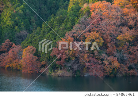 城山湖的紅葉林《相模原市》 城山湖的紅葉林《相模原市》 84865461