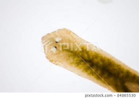 Planarian parasite (flatworm) under microscope view. Planarian parasite (flatworm) under microscope view. 84865530