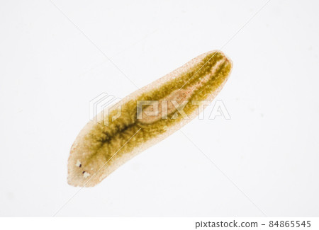 Planarian parasite (flatworm) under microscope view. Planarian parasite (flatworm) under microscope view. 84865545