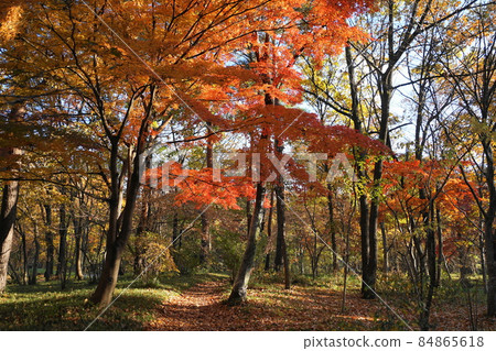 December 889 Ninomaru Grove Autumn Leaves, Imperial Palace East Garden 84865618