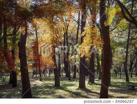 Forest of autumn leaves 84866287