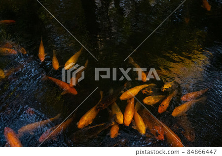 鯉魚 鯉魚 84866447