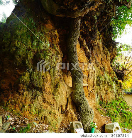 Nagatake-ji Temple Autumn leaves Nara Prefecture 84867214