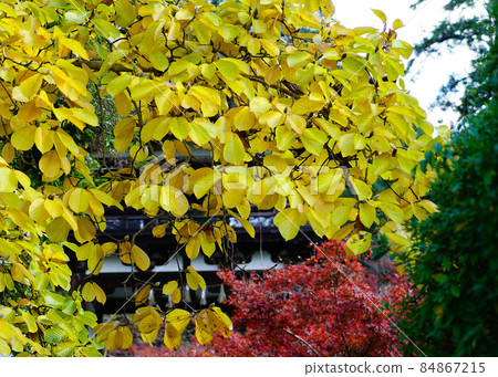 Nagatake-ji Temple Autumn leaves Nara Prefecture 84867215