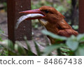 Ruddy Kingfisher predation 84867438