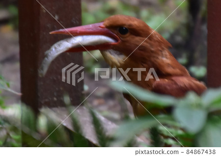紅潤翠鳥捕食 84867438