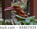 Ruddy Kingfisher predation 84867439