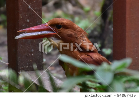 Ruddy Kingfisher predation Ruddy Kingfisher predation 84867439
