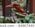 Ruddy Kingfisher predation 84867440