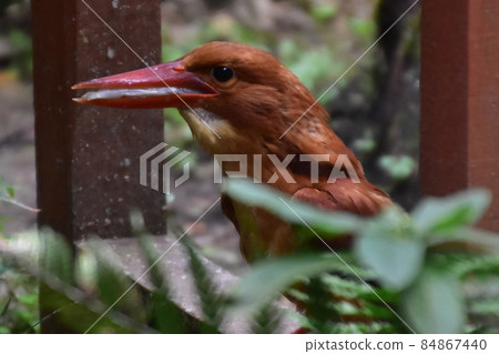 紅潤翠鳥捕食 紅潤翠鳥捕食 84867440