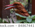 Ruddy Kingfisher predation 84867441