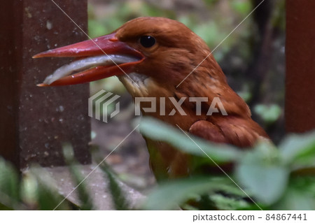 紅潤翠鳥捕食 紅潤翠鳥捕食 84867441