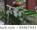 Ruddy Kingfisher predation 84867442