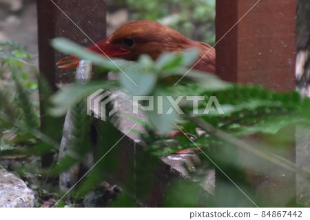Ruddy Kingfisher predation Ruddy Kingfisher predation 84867442