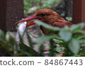 Ruddy Kingfisher predation 84867443