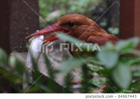 紅潤翠鳥捕食 紅潤翠鳥捕食 84867443