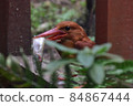 Ruddy Kingfisher predation 84867444