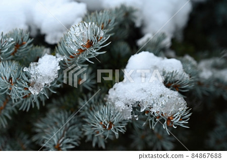 Winter nature colorful background. Snowy twig on a tree. 84867688