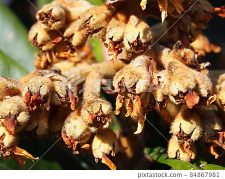 Loquat young fruit (flower after fertilization) up Loquat young fruit (flower after fertilization) up 84867981
