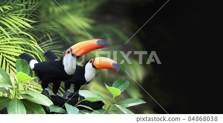 Horizontal banner with two beautiful colorful toucan birds on a branch in a rainforest Horizontal banner with two beautiful colorful toucan birds on a branch in a rainforest 84868038
