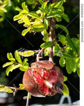 碎石榴果（陽光下路邊的石榴枝） 84868082
