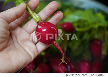 radish, radish radish, radish 84868086
