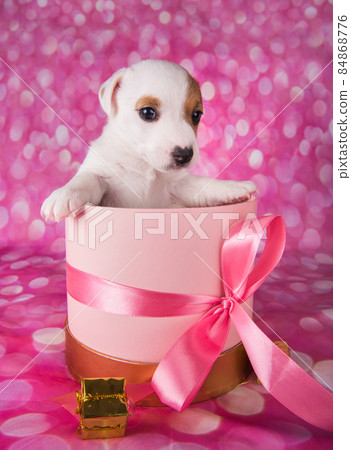 Cute white puppy dog on pink box with bow. Cute white puppy dog on pink box with bow. 84868776