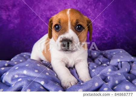 Jack Russell Terrier puppy dog on a purple Jack Russell Terrier puppy dog on a purple 84868777