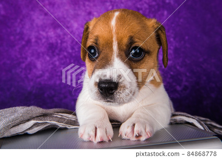 Cute Jack Russell Terrier puppy dog sits in a suitcase for traveling. Cute Jack Russell Terrier puppy dog sits in a suitcase for traveling. 84868778