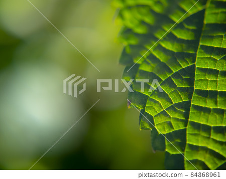 Plant leaves (zoom-up image) Plant leaves (zoom-up image) 84868961