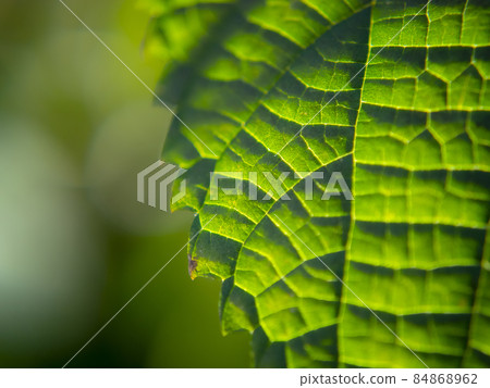 Plant leaves (zoom-up image) Plant leaves (zoom-up image) 84868962