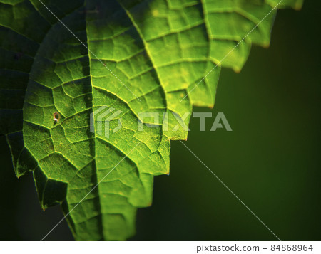 Plant leaves (zoom-up image) Plant leaves (zoom-up image) 84868964