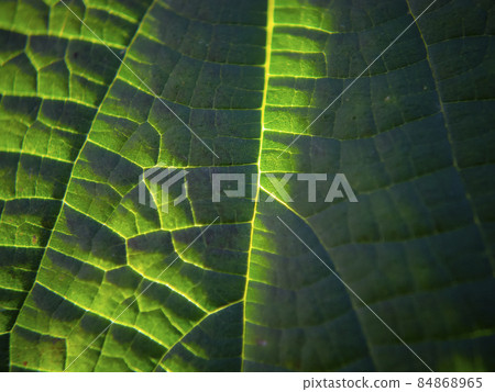Plant leaves (zoom-up image) 84868965