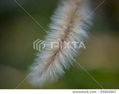 Plant leaves (zoom-up image) 84868967