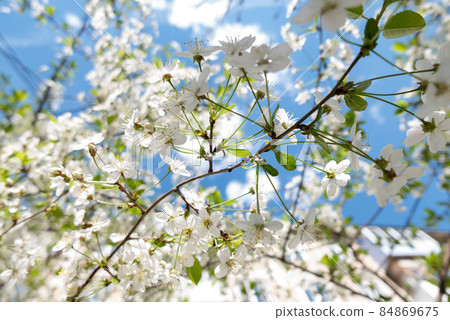 The Bloom of Cherry Blossoms The Bloom of Cherry Blossoms 84869675