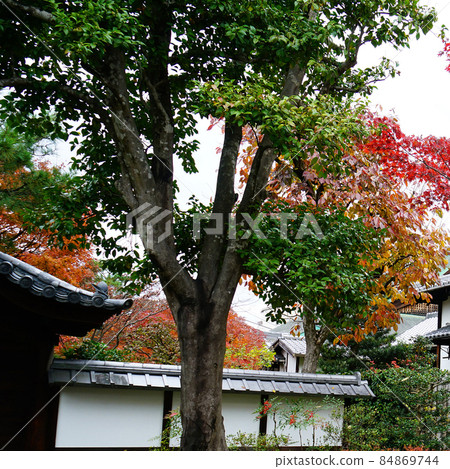 京都圓德院紅葉 京都圓德院紅葉 84869744
