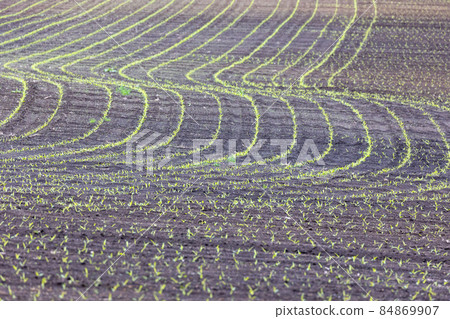 Spring on a large farm Spring on a large farm 84869907