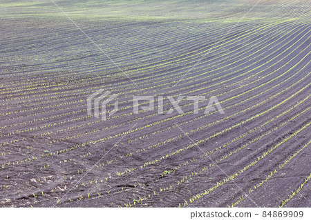 Spring on a large farm Spring on a large farm 84869909
