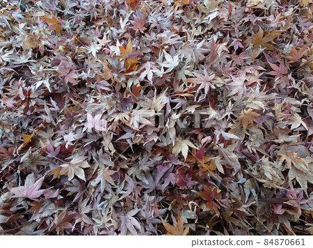 Fallen leaves  84870661