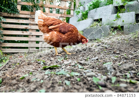 Free-grazing domestic hen on a traditional free range poultry organic farm. Adult chicken walking on the soil. Free-grazing domestic hen on a traditional free range poultry organic farm. Adult chicken walking on the soil. 84871153
